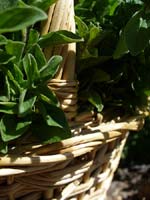 basket of oregano